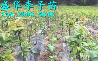 山楂树施肥管理技术，山楂树施肥管理技术视频