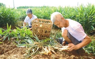 冬季生姜种植技术，冬季生姜种植技术与管理