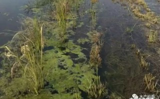 养水青苔技术，养水青苔技术要求